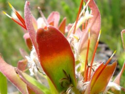 Mimetes cucullatus past blooming