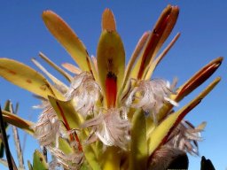 Mimetes cucullatus florets on their way out