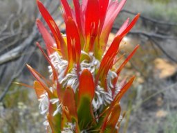 Mimetes cucullatus emphasising red