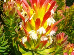 Mimetes cucullatus drooping perianths