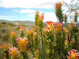 Mimetes cucullatus stems, singular and erect