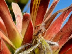 Mimetes fimbriifolius coloured floral leaves and old perianth