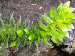 Mimetes hirtus