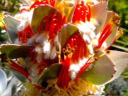 Mimetes hottentoticus flowers open and closed