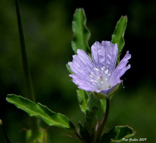 Monsonia angustifolia