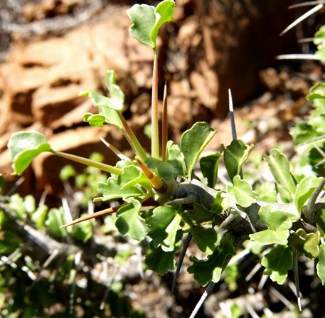 Monsonia crassicaulis showing two types of leaves