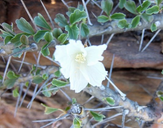 Monsonia crassicaulis, the boesmankers