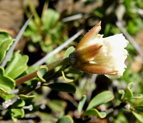 Monsonia crassicaulis coloured sepals