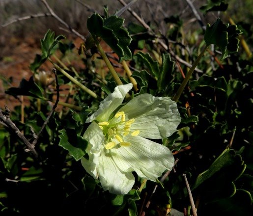 Monsonia 