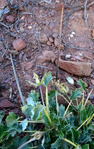 Monsonia crassicaulis long, straight fruit