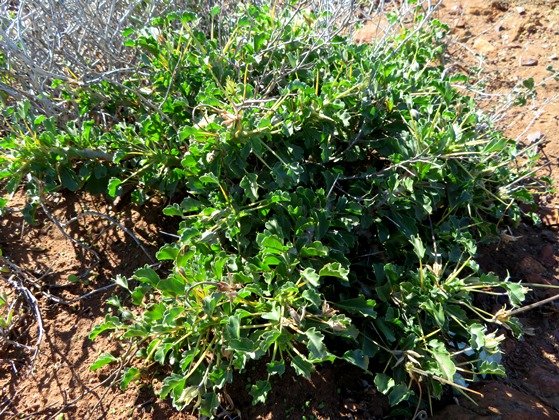 Monsonia crassicaulis