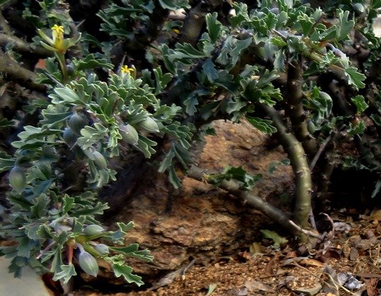 Monsonia flavescens