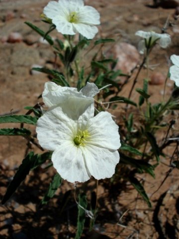 Monsonia glauca