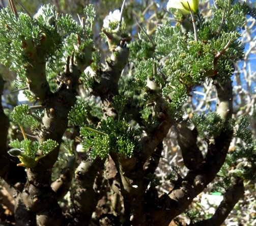 Monsonia herrei