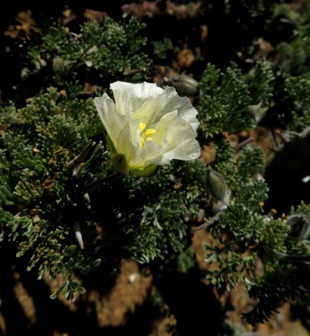 Monsonia herrei flower