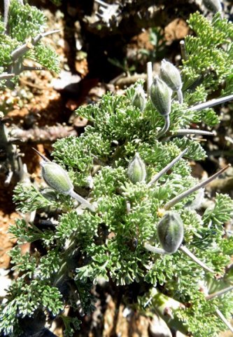 Monsonia herrei buds
