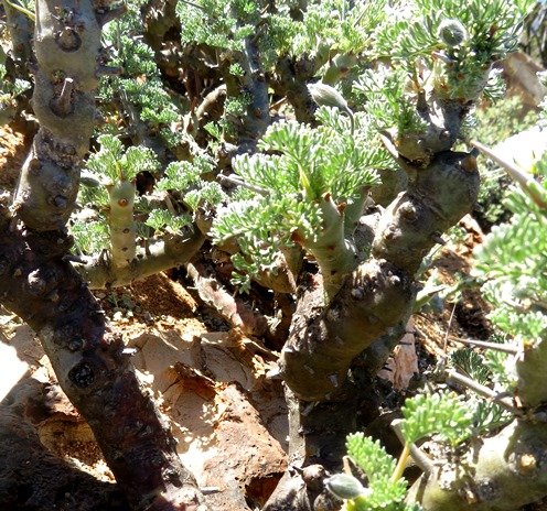 Monsonia herrei stems