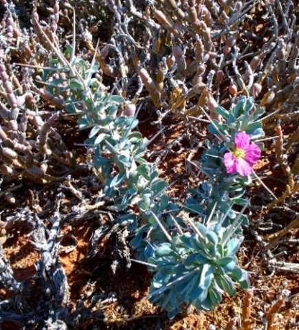 Monsonia lavrani