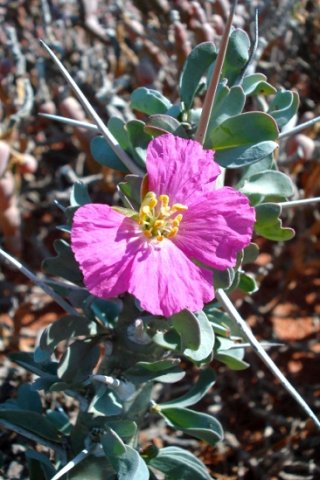 Monsonia lavrani flower, one petal missing