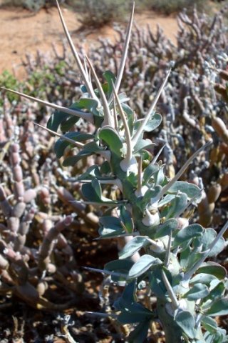 Monsonia lavrani leaves and spines