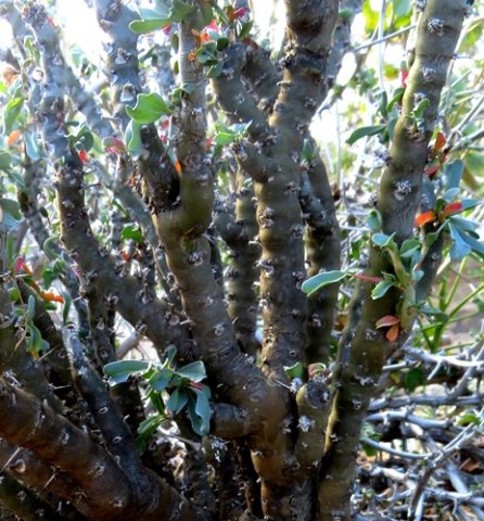 Monsonia patersonii stems