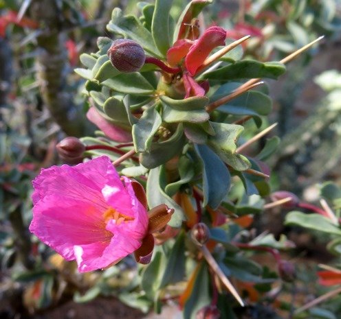 Monsonia patersonii flower