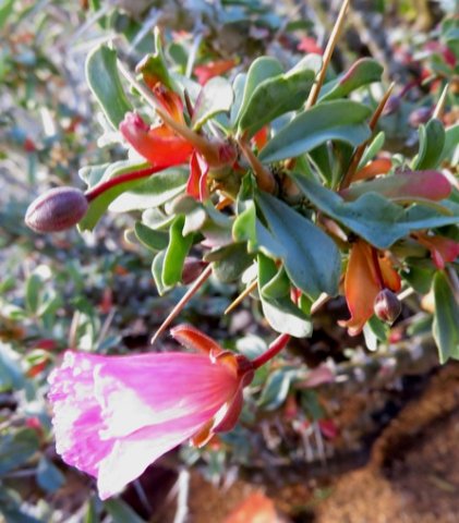 Monsonia patersonii