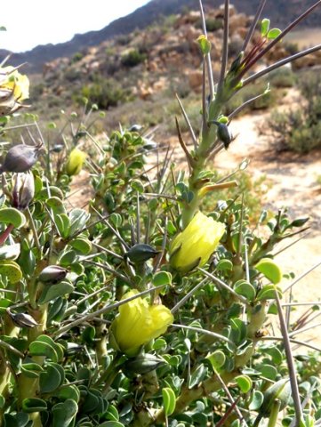 Monsonia spinosa