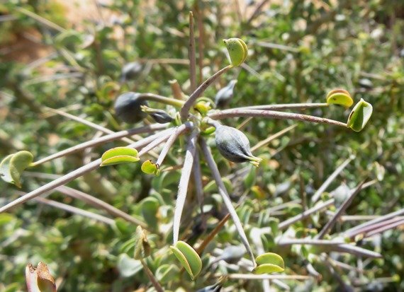 Monsonia spinosa spine beginnings