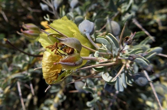 Monsonia spinosa sepal keels