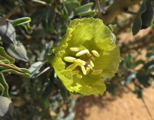 Monsonia spinosa, the yellow candle bush