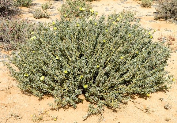 Monsonia spinosa spreading bush