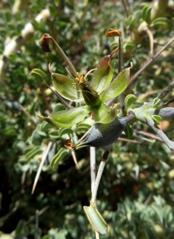 Monsonia spinosa  flower without corolla