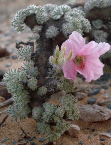 Monsonia multifida