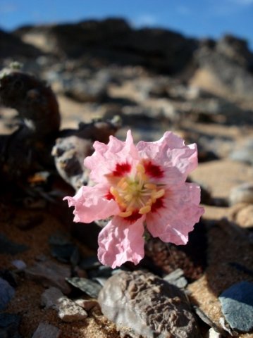 Monsonia multifida flower