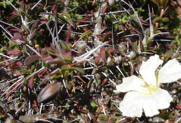 Monsonia camdeboense