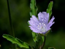 Monsonia