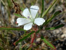 Monsonia burkeana
