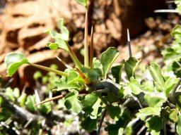 Monsonia crassicaulis showing two types of leaves