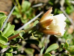 Monsonia crassicaulis coloured sepals