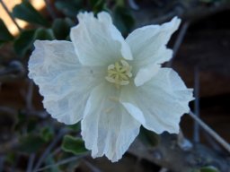 Monsonia crassicaulis flimsy petals