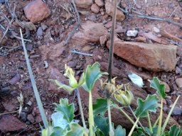 Monsonia crassicaulis long, straight fruit