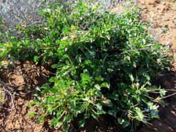Monsonia crassicaulis
