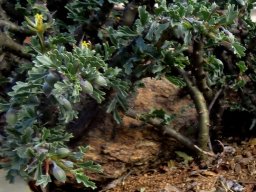 Monsonia flavescens