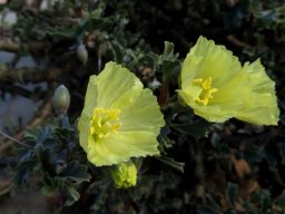 Monsonia flavescens flowers