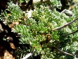 Monsonia herrei leaves