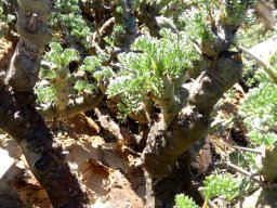 Monsonia herrei stems