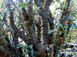 Monsonia patersonii stems