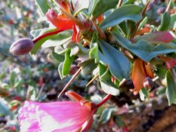 Monsonia patersonii