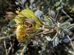 Monsonia spinosa sepal keels